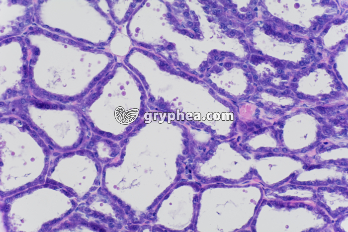 Glande mammaire en activité x100 - gryphea.com